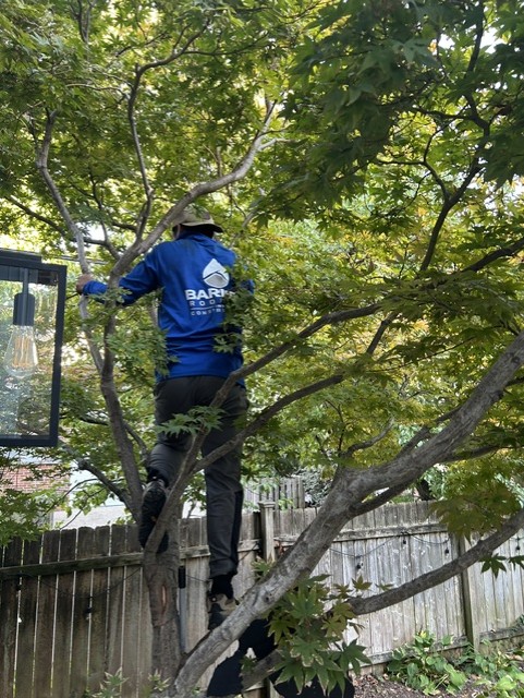 Barnes crew clearing roofing debris out of the trees